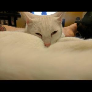 Meet your Posher, Cindy